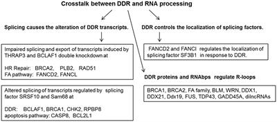 The Interplay Between the DNA Damage Response, RNA Processing and Extracellular Vesicles